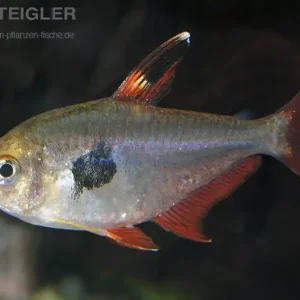 Solange Der Vorrat Reicht Roter Phantomsalmler Megalamphodus sweglesi