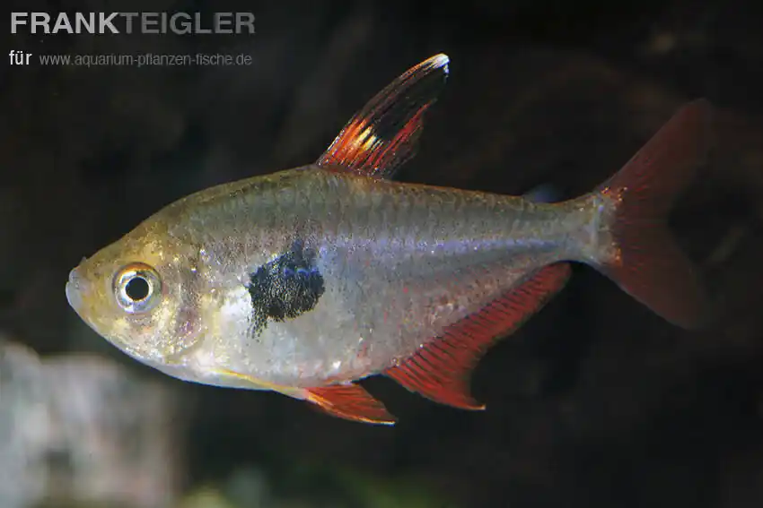 Solange Der Vorrat Reicht Roter Phantomsalmler Megalamphodus sweglesi