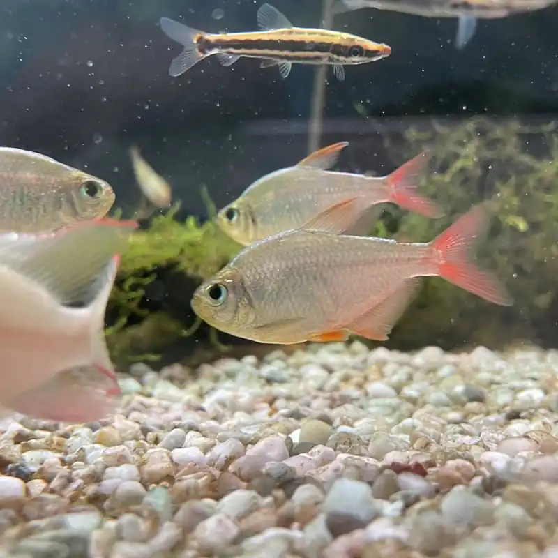 Direktkauf Rot-Blauer Kolumbianer Hyphessobrycon columbianus
