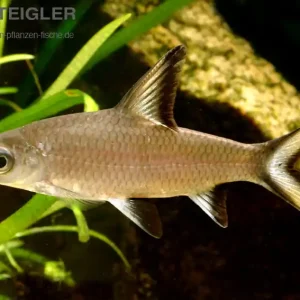 Sofort Bestellen Haibarbe Barbus melanopterus