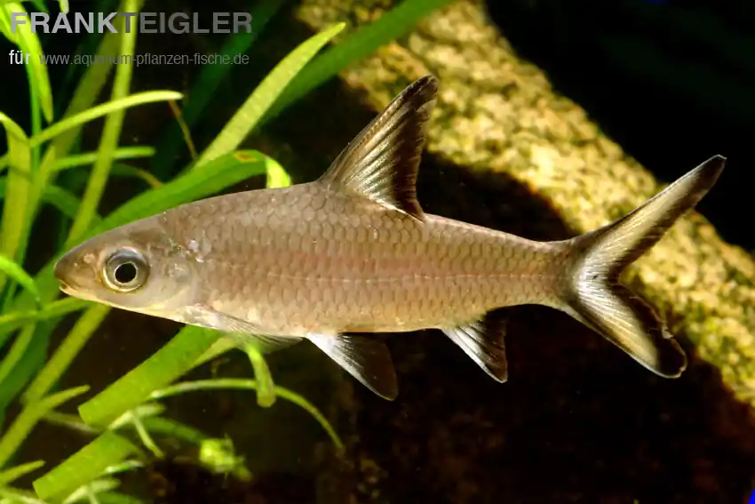Sofort Bestellen Haibarbe Barbus melanopterus
