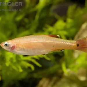Nur Für Kurze Zeit Kardinälchen Gold Tanichthys albonubes