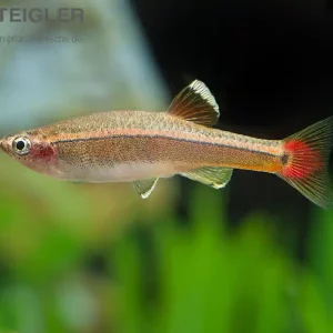 Garantierte Lieferung Kardinälchen Tanichthys albonubes