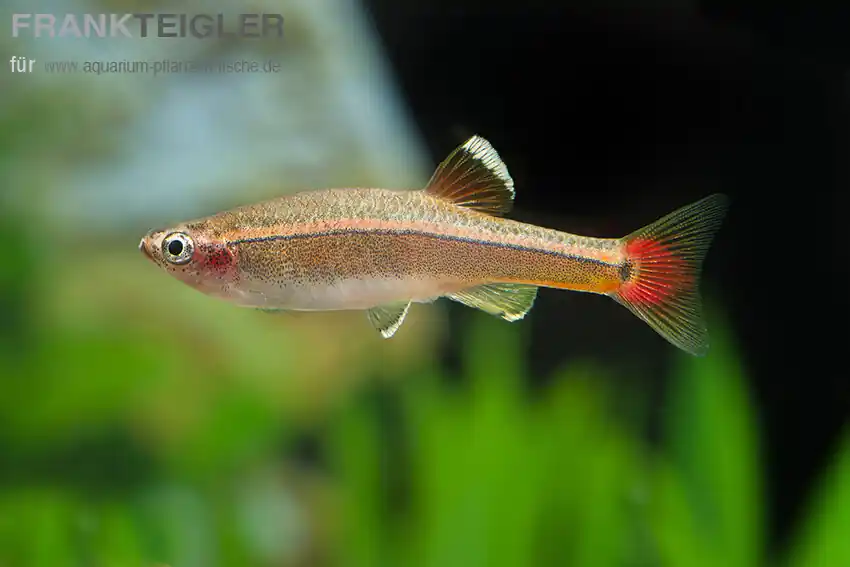 Garantierte Lieferung Kardinälchen Tanichthys albonubes