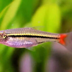 Versand Am Gleichen Tag Rotschwanz Bärbling Rasbora borapetensis