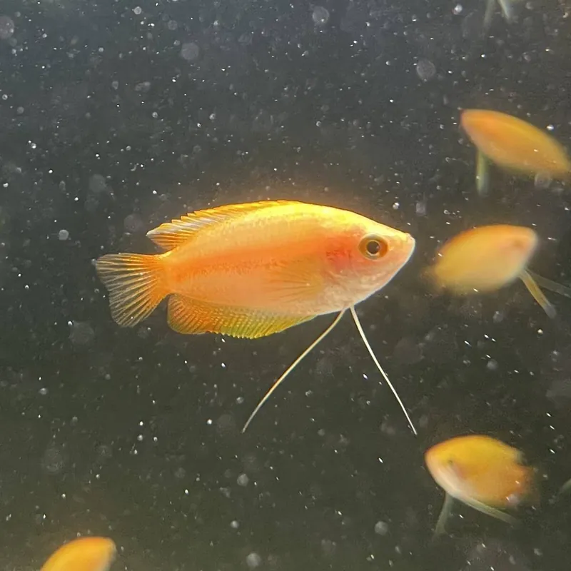 Honiggurami gelb-rot Trichogaster chuna Preisknaller