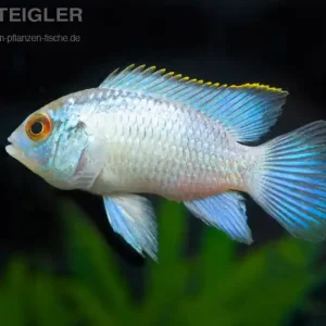 Versand Am Gleichen Tag Blaupunktbuntbarsch “Blue Neon" Andinocara pulcher