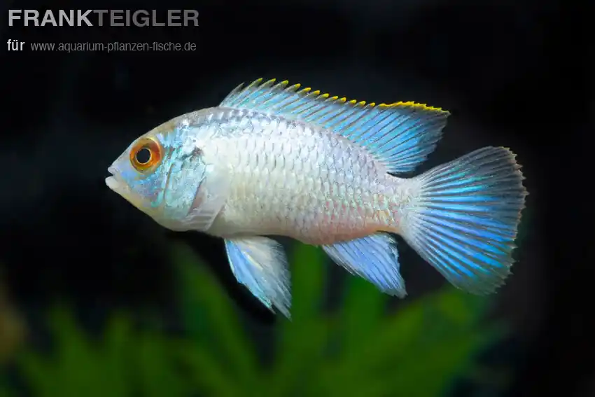 Versand Am Gleichen Tag Blaupunktbuntbarsch “Blue Neon" Andinocara pulcher