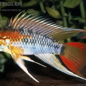 Schwarzkehl-Zwergbuntbarsch Gold Apistogramma viejta Neu Im Sortiment