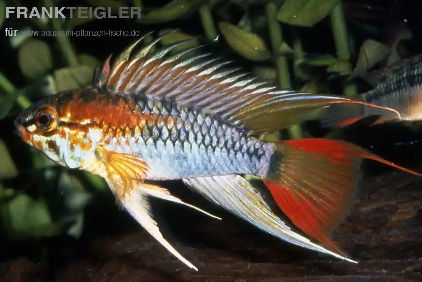 Schwarzkehl-Zwergbuntbarsch Gold Apistogramma viejta Neu Im Sortiment