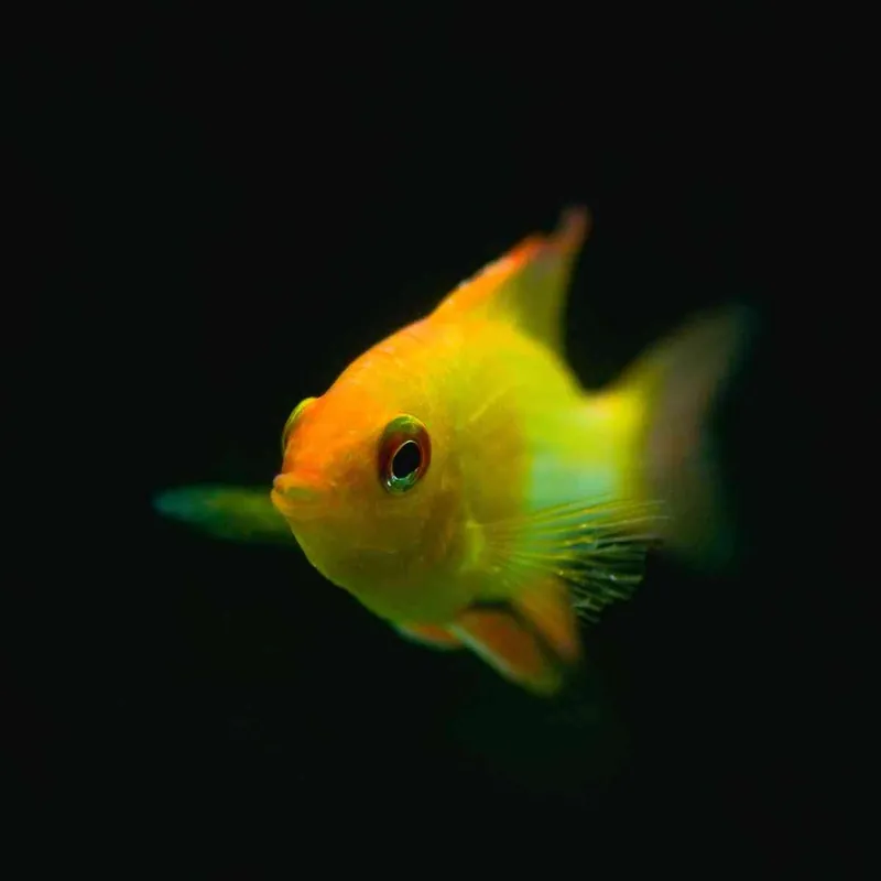 Jetzt Bestellen Schmetterlingsbuntbarsch Gold Microgeophagus ramirezi