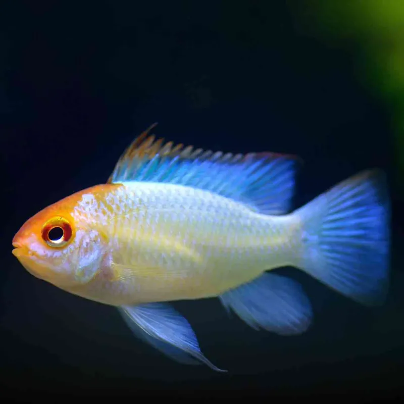Schmetterlingsbuntbarsch Neon Blauer Microgeophagus ramirezi Heißes Angebot