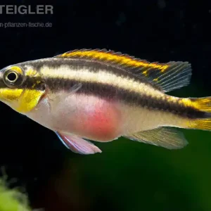 Purpurprachtbarsch Pelvicachromis pulcher Kracherpreis