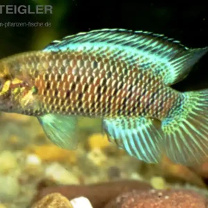 Letzte Chance Blaubarsch Badis badis