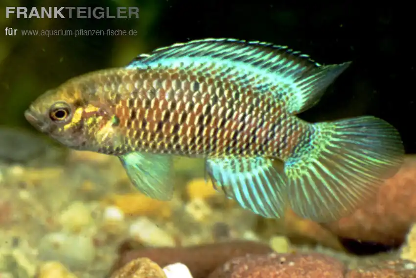 Letzte Chance Blaubarsch Badis badis