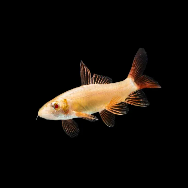 Albino Fransenlipper Labeo frenatus Begrenztes Angebot