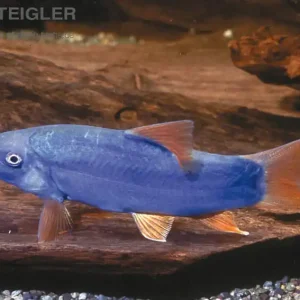 Knallerangebot Rotflossenschmerle Botia modesta