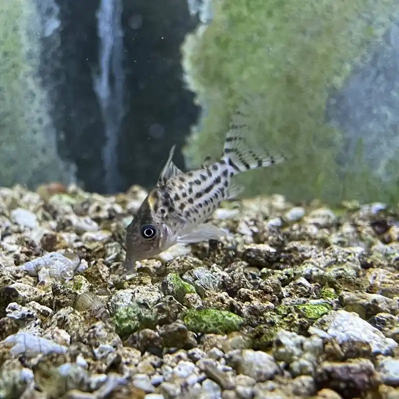 Saisonangebot Baender-Panzerwels Corydoras schwartzi
