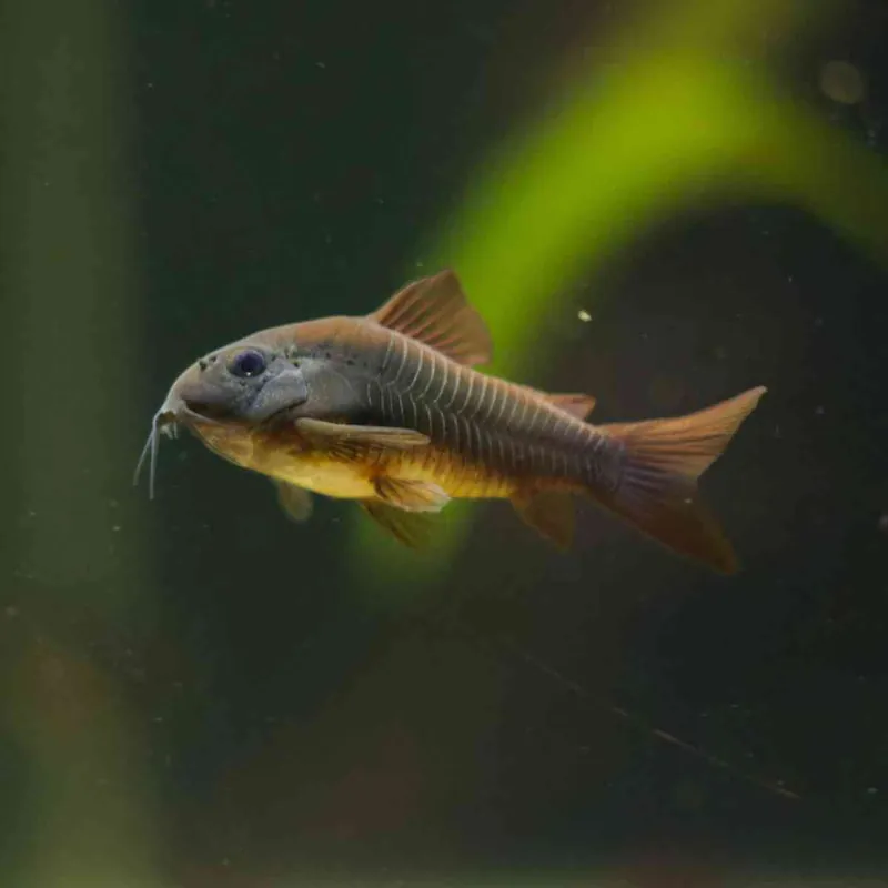 Schwarzer Venezuelapanzerwels Corydoras venezuela Letzte Chance