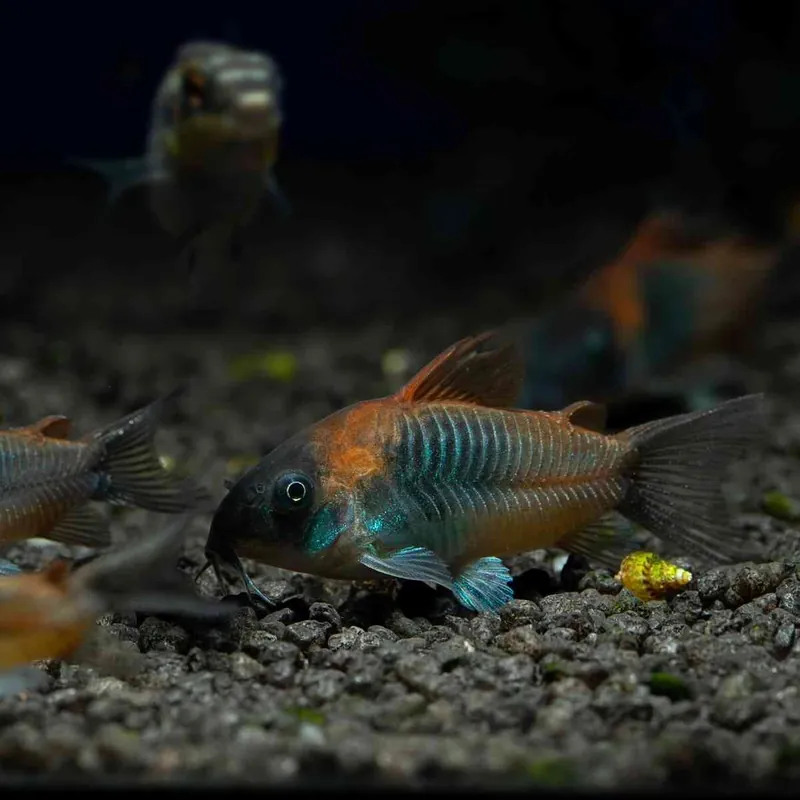 Rostrote Venezuelapanzerwels Corydoras venezuela Zertifiziert