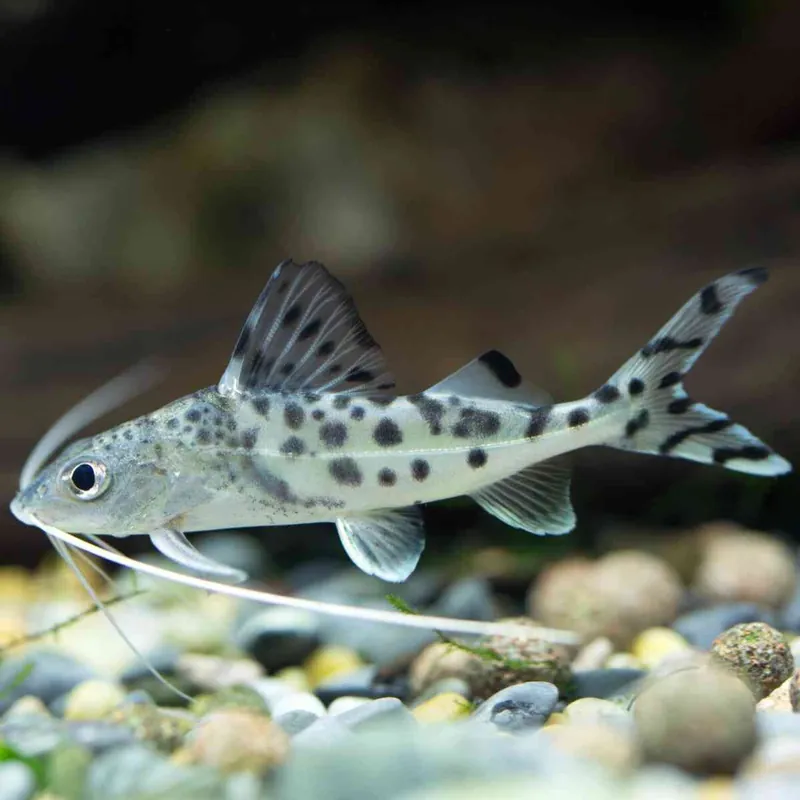 Engel-Antennenwels Pimelodus pictus Mega-Angebot
