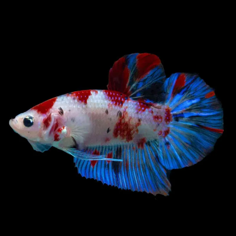 Jetzt Bestellen Siamesischer Kampffisch Mann Koi Betta splendens