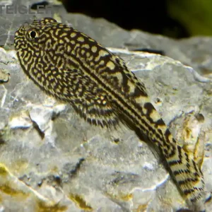 Prachtflossensauger gestreift Sewellia lineolata Abverkauf