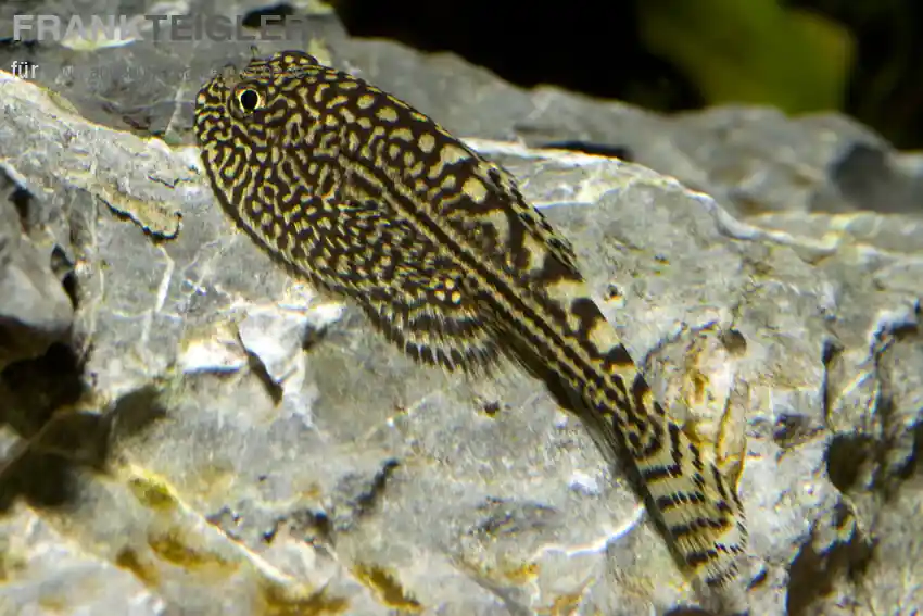 Prachtflossensauger gestreift Sewellia lineolata Abverkauf