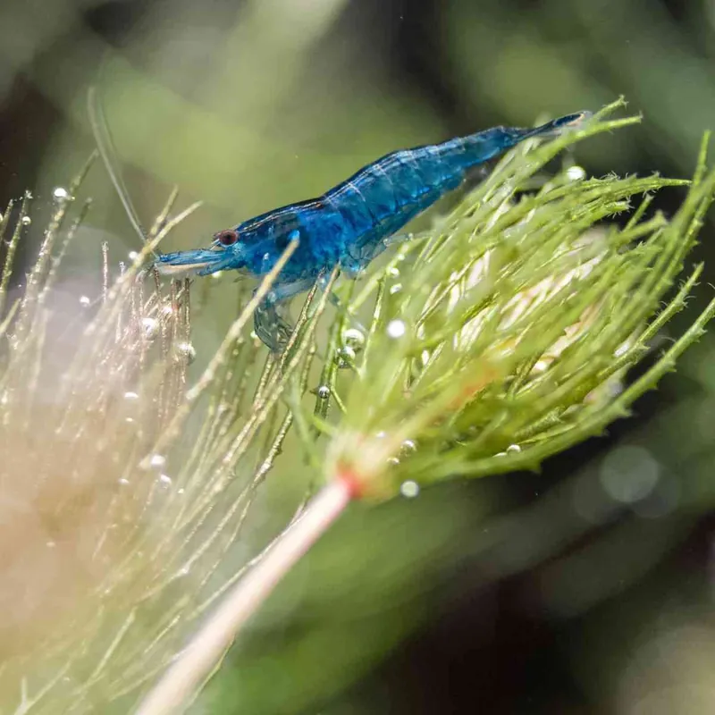 Billig Blaue Garnele Neocaridina davidi