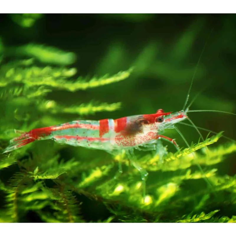 Schneller Versand Rot-Weiße Rili Garnele "A" Neocaridina heteropoda