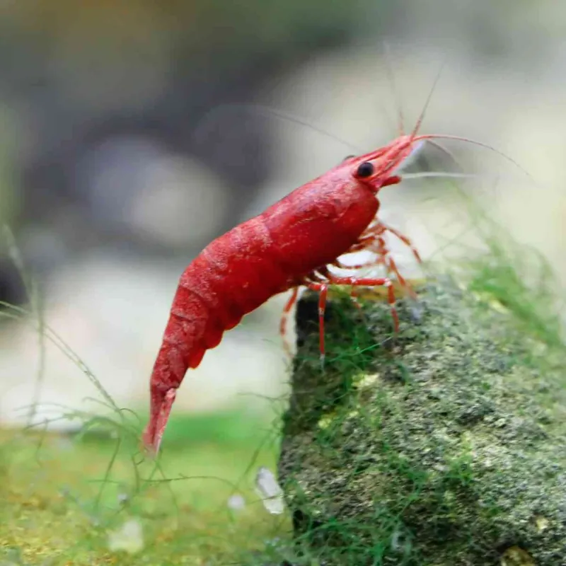 Red Cherry Garnele Super Rot Neocaridina heteropoda Garantierte Lieferung