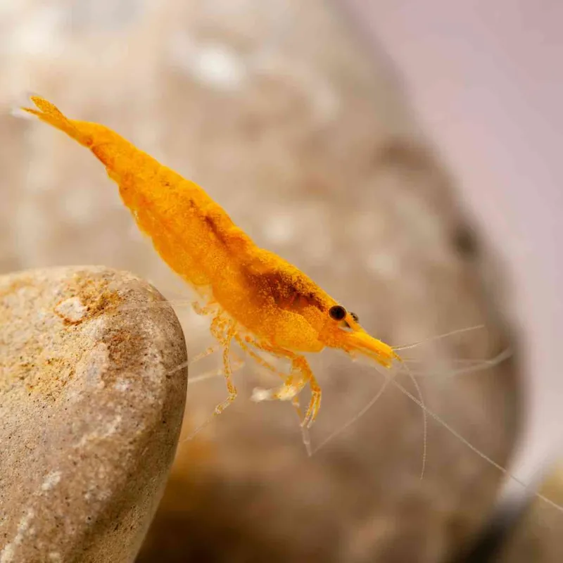 Finale Aktion Gelbe Garnele Neocaridina heteropoda