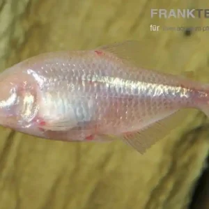 Blinder Höhlensalmler Astyanax fasciatus mexicanus Top-Seller