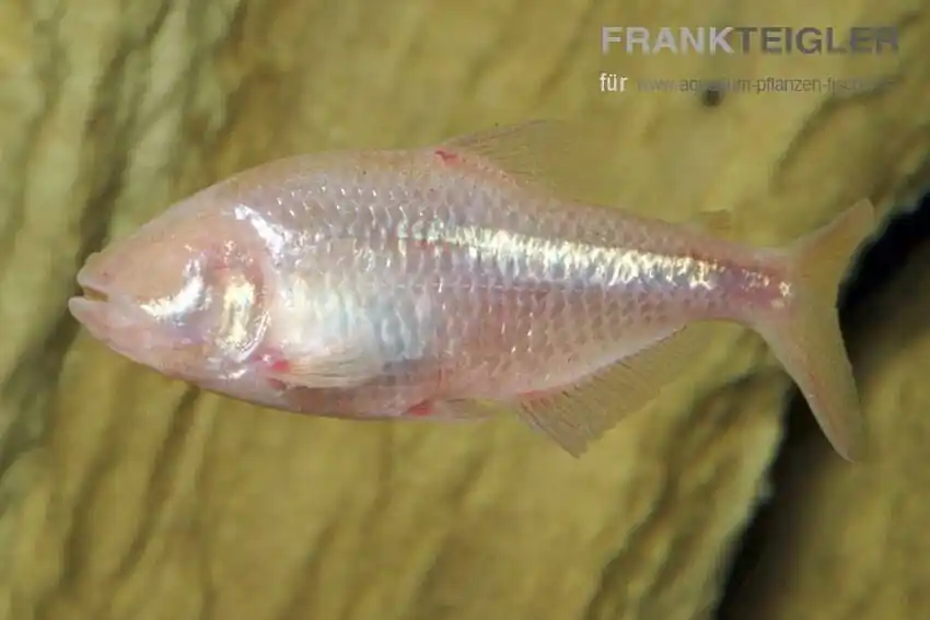 Blinder Höhlensalmler Astyanax fasciatus mexicanus Top-Seller