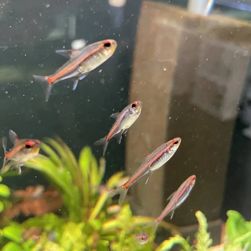 Expressversand Glühlichtsalmler Hemigrammus erythrozonus