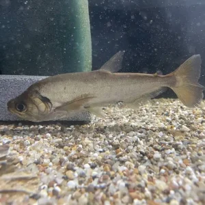 Hundezahnsalmler Hydrolycus scomberoides Schneller Versand