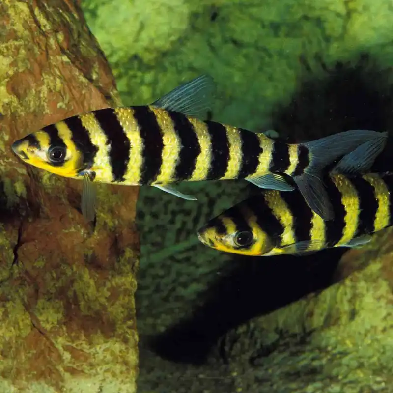 Jetzt Kaufen Gebänderter Leporinus Leporinus fasciatus