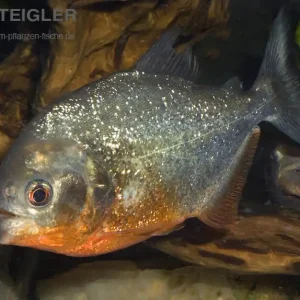 Sichere Zahlung Roter Piranha Serrasalmus nattereri pygocentrus