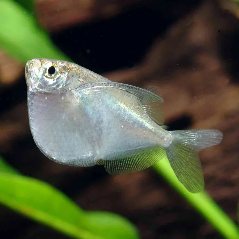 Solange Der Vorrat Reicht Platinbeilbauch Thoracocharax stellatus
