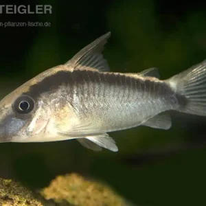 Echt Stromlinien-Panzerwels Corydoras arcuatus
