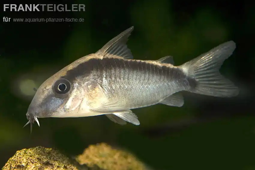 Echt Stromlinien-Panzerwels Corydoras arcuatus