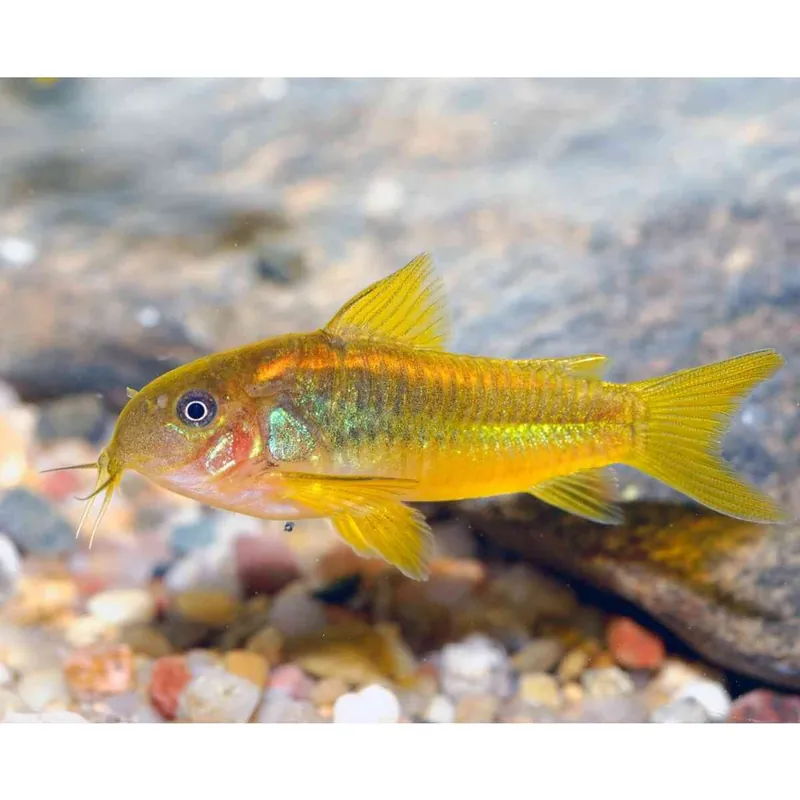 Gelbflossen-Panzerwels Corydoras melanotaenia Top-Seller