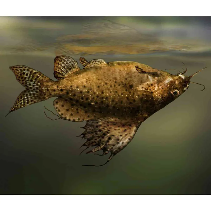Rückenschwimmender Kongowels Synodontis nigriventris Zertifiziert