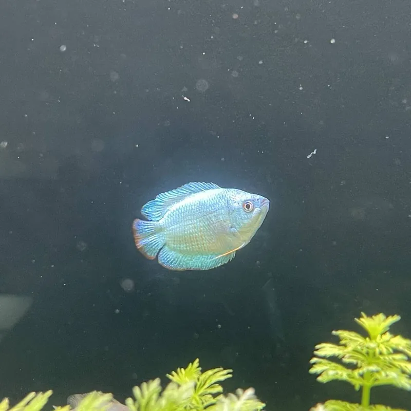 Sofort Bestellen Zwergfadenfisch Kobaltblau Trichogaster lalius
