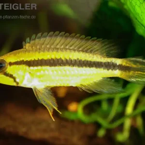 Agassiz-Zwergbuntbarsch Tefe Apistogramma agassizi Meistverkauft