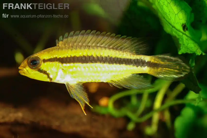 Agassiz-Zwergbuntbarsch Tefe Apistogramma agassizi Meistverkauft