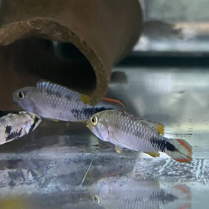 Panduro-Zwergbuntbarsch Apistogramma panduro Markenware