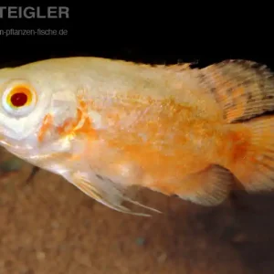 Zertifiziert Pfauenaugenbuntbarsch Astronotus ocellatus