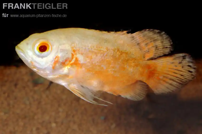 Zertifiziert Pfauenaugenbuntbarsch Astronotus ocellatus