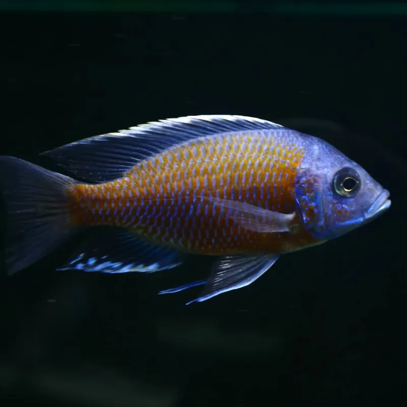 Kadango-Cichlide Red Fin Copadichromis borleyi Nur Für Kurze Zeit